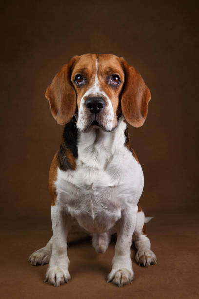 istock Cute beagle dog standing against brown background 1158608032