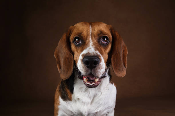 istock Cute Beagle dog standing against brown background 1158608082