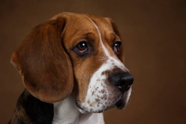 istock Cute Beagle dog standing against brown background 1158608096