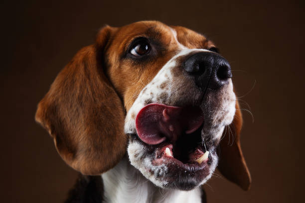 istock Cute Beagle dog standing against brown background 1158608098