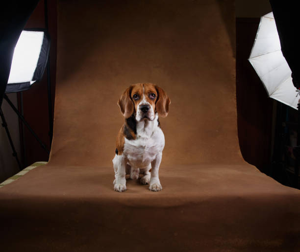 istock Cute Beagle dog standing against brown background 1158608104