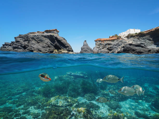 istock Rocky coast with fish underwater Cartagena Spain 1158608374