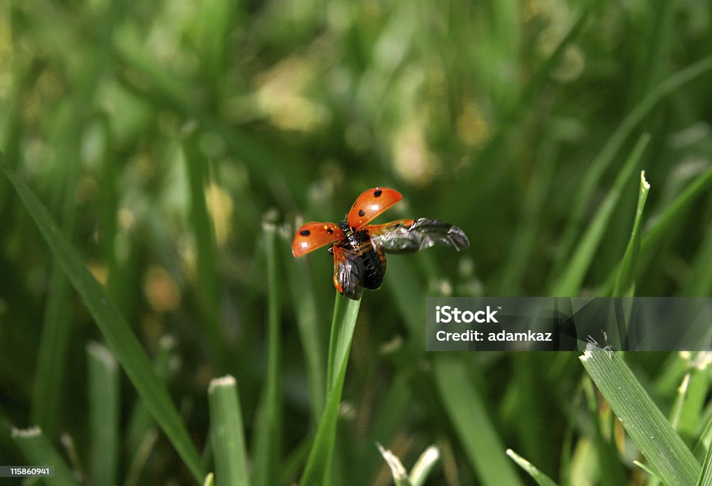 Coccinelle en vol - Photo de Adulte libre de droits