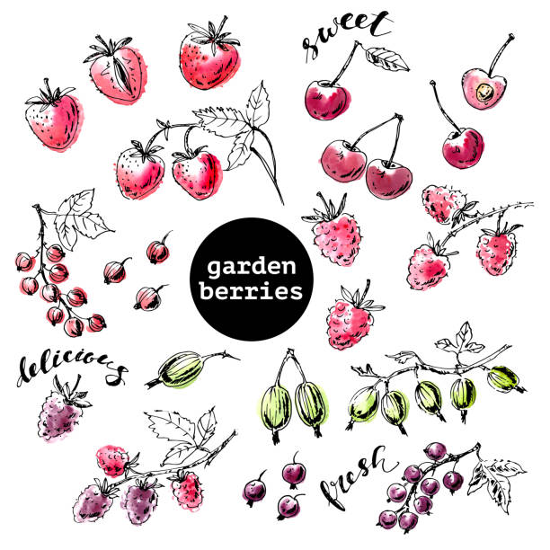 ręcznie rysowany szkic atramentu z jagodami ogrodowymi z plamami akwarelowymi - raspberry gooseberry strawberry cherry stock illustrations