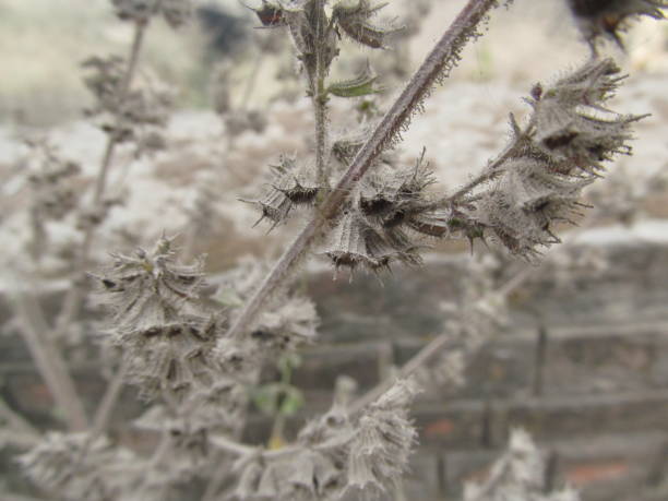 istock Condition of grassy tree in winter 1158610198