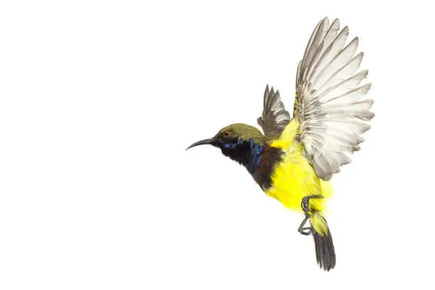 Beautiful flying Bird (Olive-backed Sunbird) isolate on White Background. High-resolution flying bird images