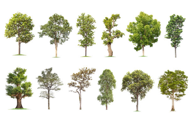 istock isolated big tree on White Background. The collection of trees. 1158610415