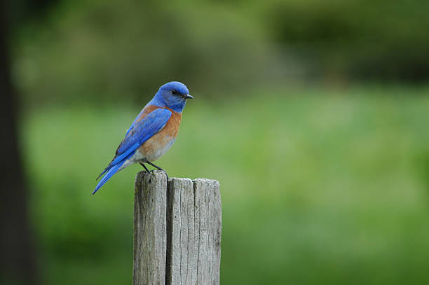 istock western bluebird, Sialia mexicana 115861051