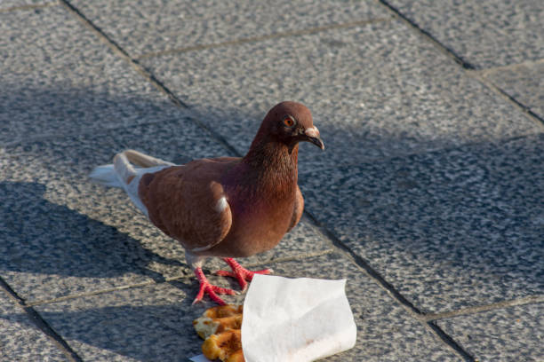 istock Angry looking brown pigeon next to belgian waffle 1158611734
