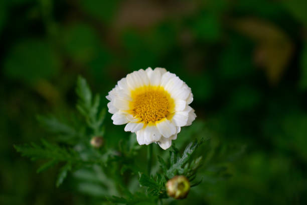istock Camomile flower on green blurry background 1158611871