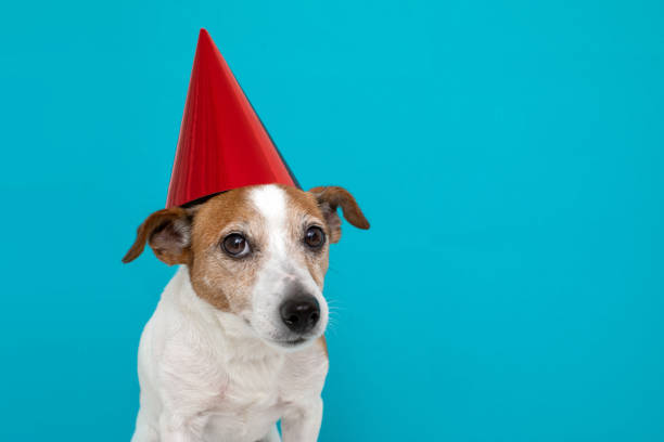 istock Cute dog in red party hat Designed 1158612042