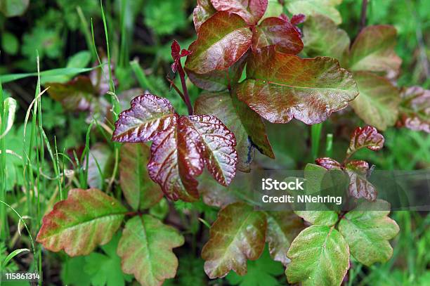 Gifteiche Toxicodendron Diversilobum Stockfoto und mehr Bilder von Blatt - Pflanzenbestandteile - Blatt - Pflanzenbestandteile, Drei Gegenstände, Farbbild