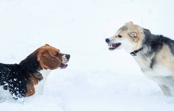istock Two dogs walking on winter meadow in snow 1158613628