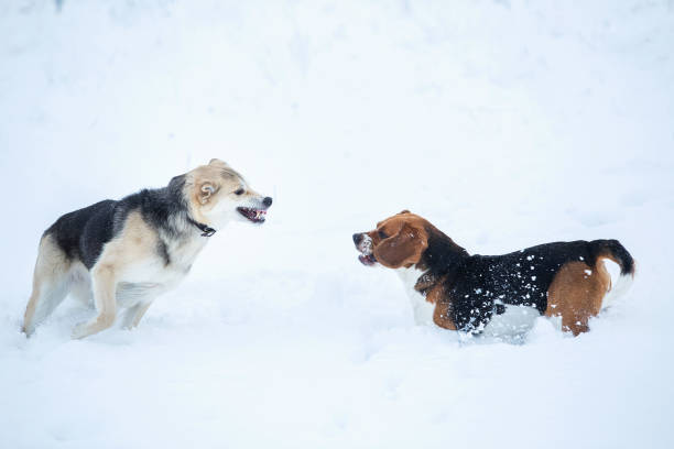 istock Two dogs walking on winter meadow in snow 1158613629