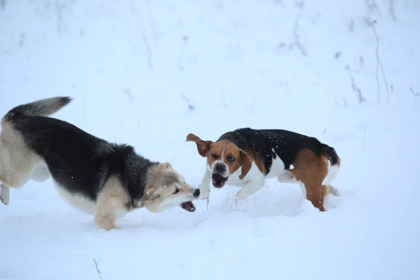 istock Two dogs walking on winter meadow in snow 1158613634