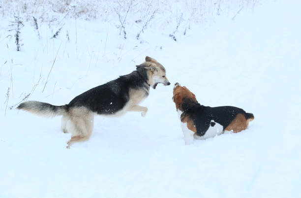 istock Two dogs walking on winter meadow in snow 1158613639