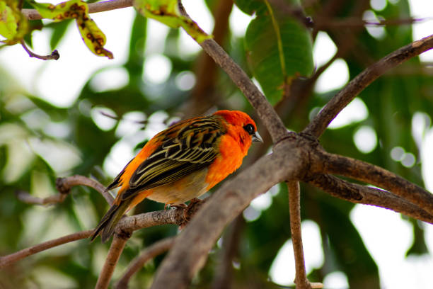 istock Red Cardinal Bird sitting on tropical tree 1158614196