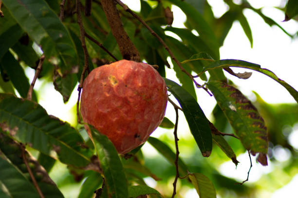 Ripe Custard Apple on Annona reticulata tree Ripe Custard Apple on Annona reticulata tree annona reticulata stock pictures, royalty-free photos & images