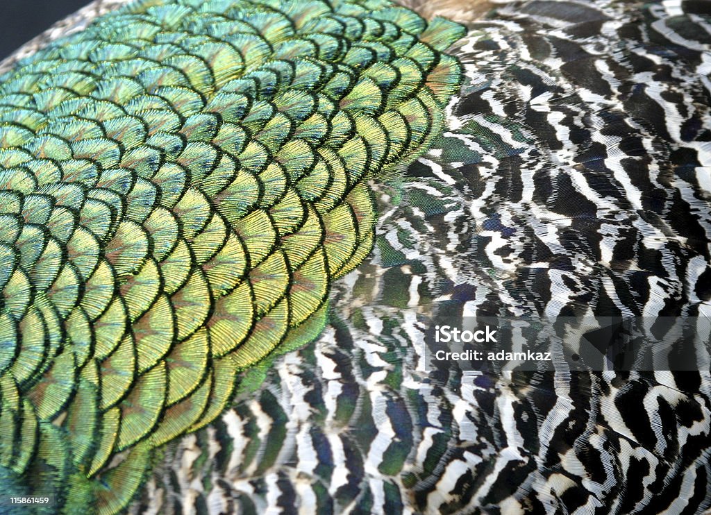 Peacock detalhe - Foto de stock de Animal royalty-free