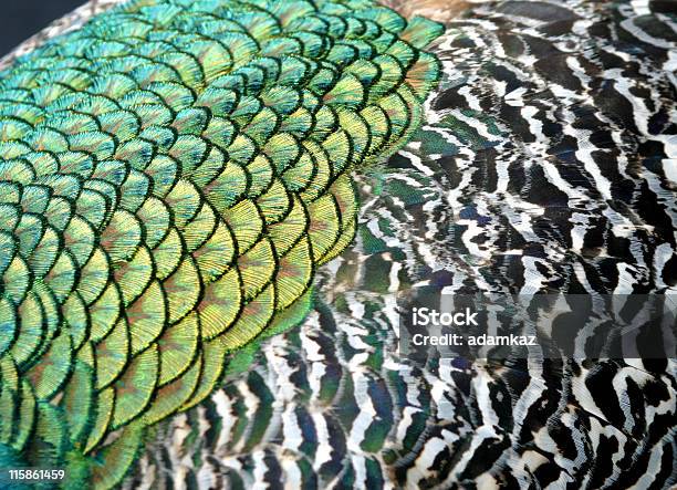 Foto de Peacock Detalhe e mais fotos de stock de Animal - Animal, Azul Turquesa, Colorido