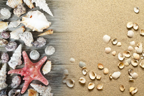 istock Snails, seashells and sand on wooden background, natural background 1158615149