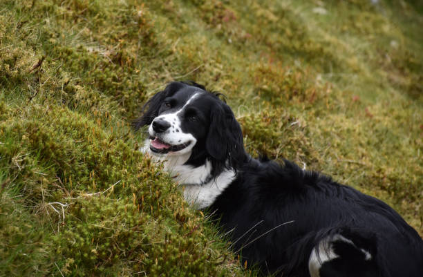 istock Border Collie Dog Crouching in Grass 1158615257