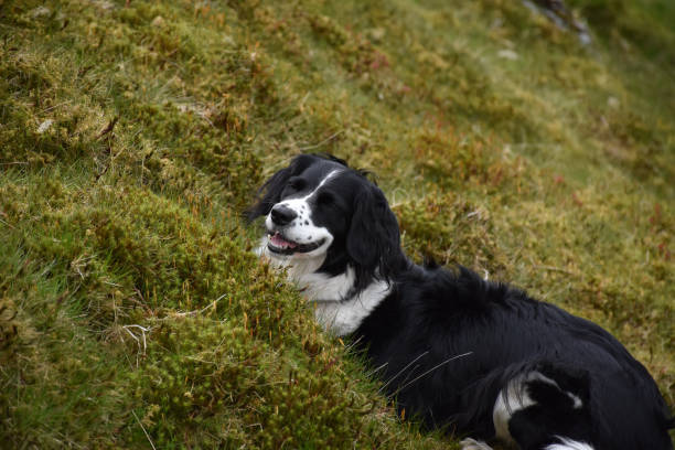 istock Border Collie Dog Crouching in Grass 1158615258