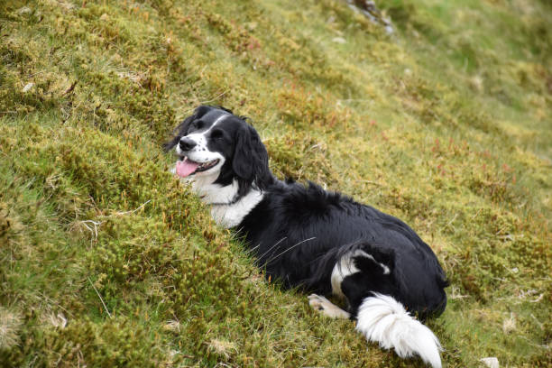 istock Border Collie Dog Crouching in Grass 1158615321