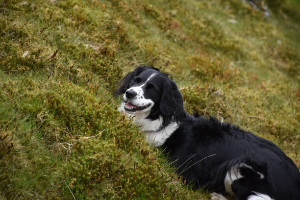 istock Border Collie Dog Crouching in Grass 1158615322