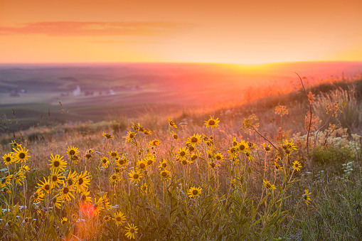 Sunset over Palouse Balsam Root
