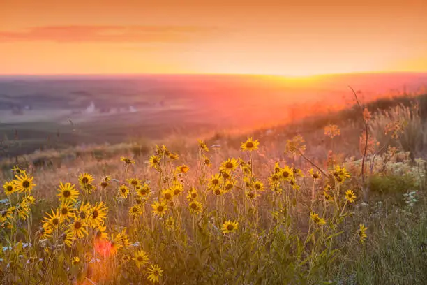 Photo of Sunset over Palouse Balsam Root