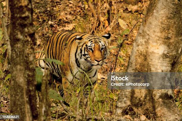 Tigress Panthera Tigris Pench National Park Maharashtra India Stock Photo - Download Image Now - iStock Tigress Panthera Tigris Pench National Park Maharashtra India Stock Photo - Download Image Now - iStock