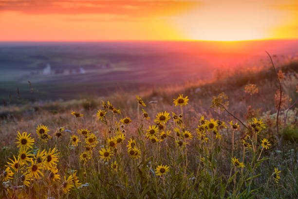 Sunset over Palouse Balsam Root View from Steptoe Butte, Colfax Washington balsam root stock pictures, royalty-free photos & images