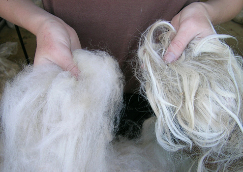 Comparison of two types of alpaca fleeces. Huacaya (fluffy) fleece on left, Suri (silky) fleece on right.