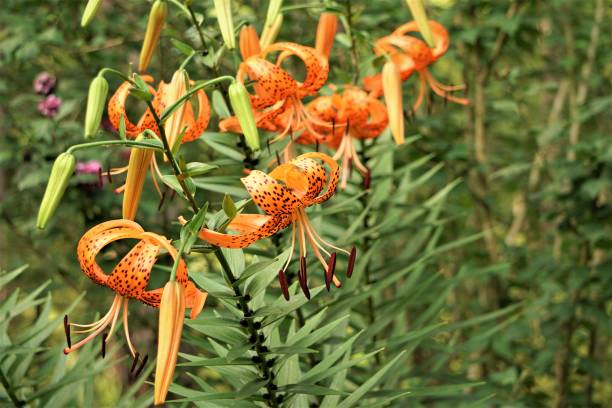 istock Closeup Orange Tiger Lily 1158616923