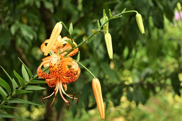 istock Closeup Orange Tiger Lily 1158616927