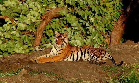 Tigresa, Panthera Tigris, Parque Nacional Bandipur, Karnataka, India photo