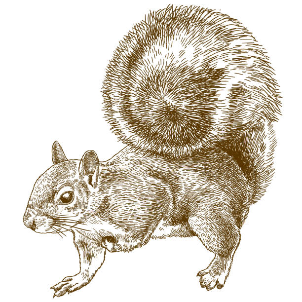 gravur-illustration von östlichen grau eichhörnchen - eichhörnchen stock-grafiken, -clipart, -cartoons und -symbole