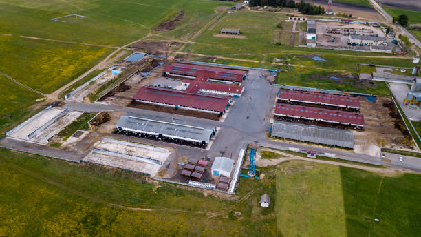 istock Large pig farm. Evening shooting. Aerial view 1158619421