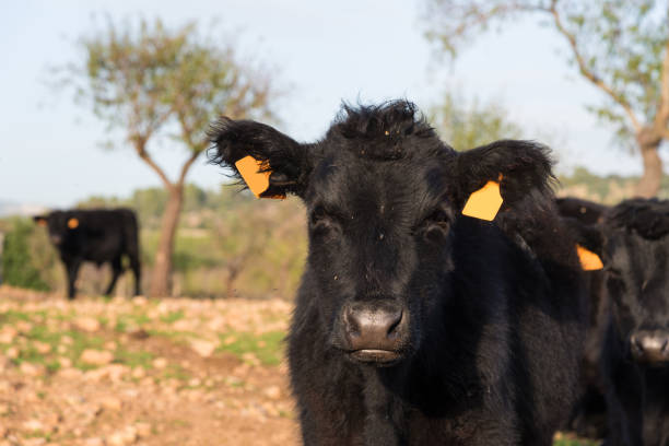 Precious black angus young cattle on a farm