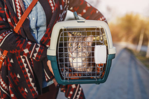 cat lying in plastic carrier outdoors cat lying in plastic carrier outdoors transportation cage stock pictures, royalty-free photos & images