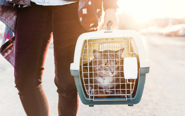 una mujer transporta a un gato en una jaula especial de plástico o lleva una bolsa a una clínica veterinaria - caseta de perro fotografías e imágenes de stock