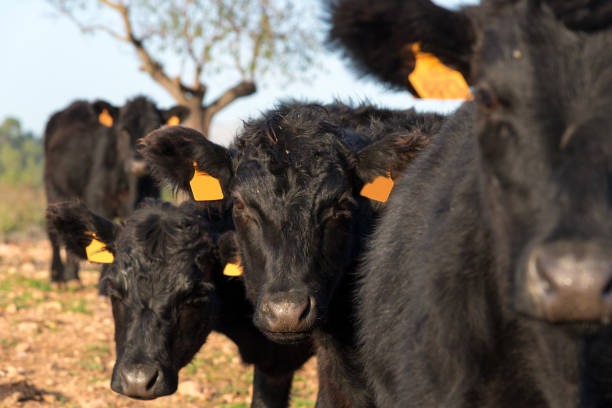 istock Precious black angus -  young cattle looking curious on a farm 1158619939