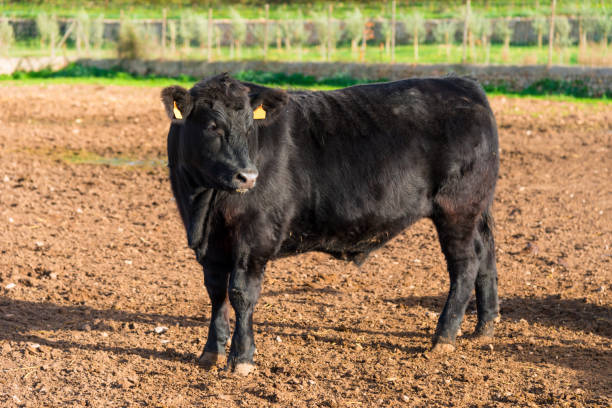 istock Precious black angus -  young bull presents itself on a farm 1158620507