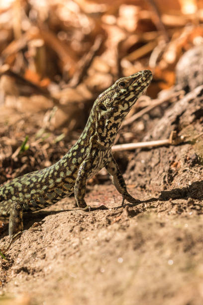 istock Wall lizard, Podarcis muralis, in the foliage in autumn 1158620691