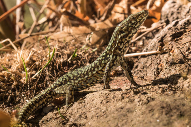 istock Wall lizard, Podarcis muralis, in the foliage in autumn 1158620773