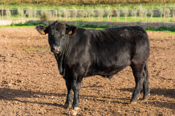 istock Precious black angus -  young bull presents itself on a farm 1158620783