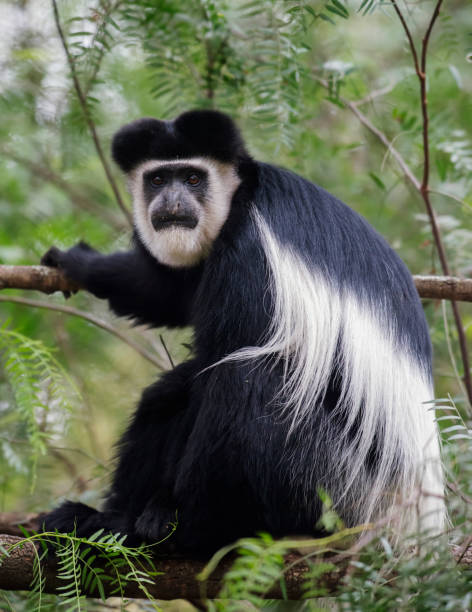 mono colobus, lago naivasha, africa - leaf monkey fotografías e imágenes de stock