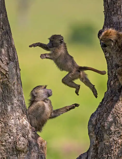 Young baboons playing, Masaimara, Africa.