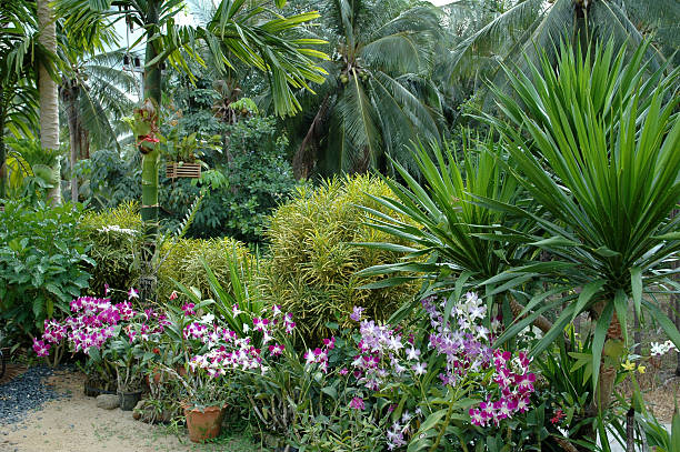 Tropical vegetation. Tropical vegetation on the island of Koh Samui,Thailand. ornamental garden palm tree bush flower stock pictures, royalty-free photos & images